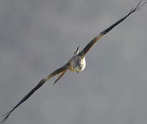 Red Kite