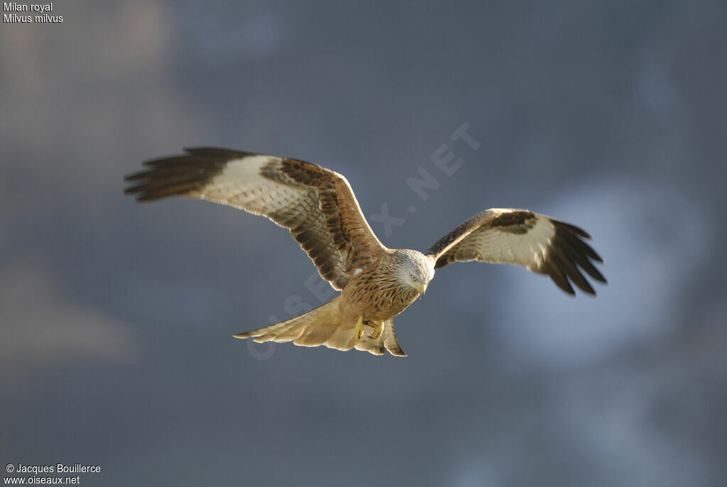 Red Kite