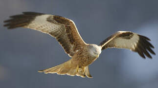 Red Kite