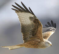 Red Kite