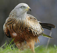 Red Kite