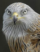 Red Kite