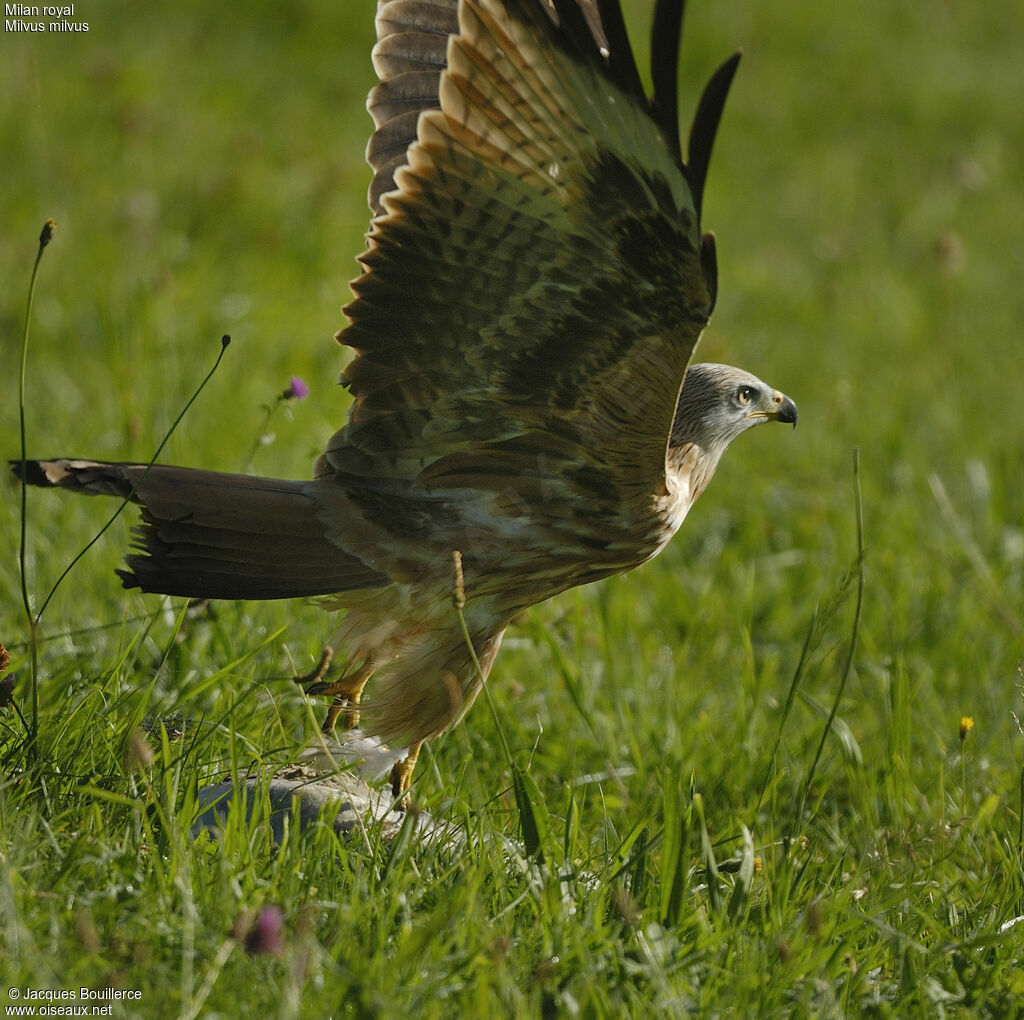 Red Kite