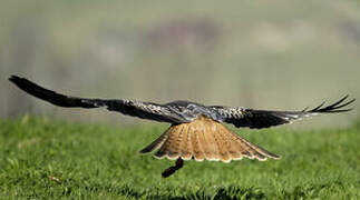 Red Kite