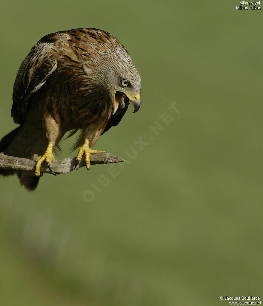 Red Kite