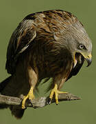 Red Kite