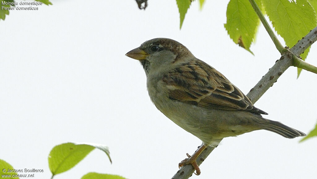 Moineau domestique