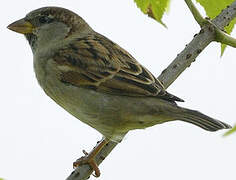 House Sparrow