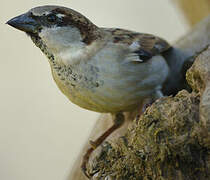 House Sparrow