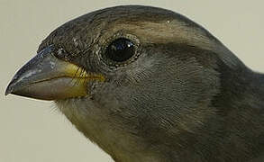 Moineau domestique