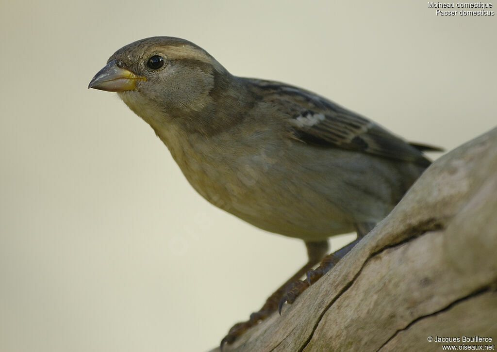 Moineau domestique femelle