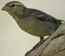 House Sparrow