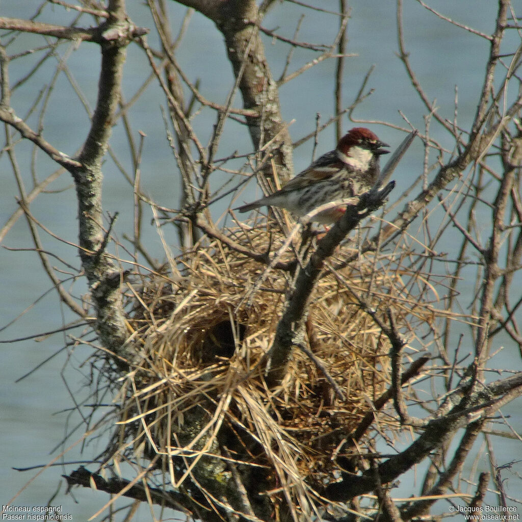 Spanish Sparrow male adult, Reproduction-nesting