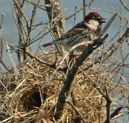 Spanish Sparrow