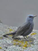 Blue Rock Thrush