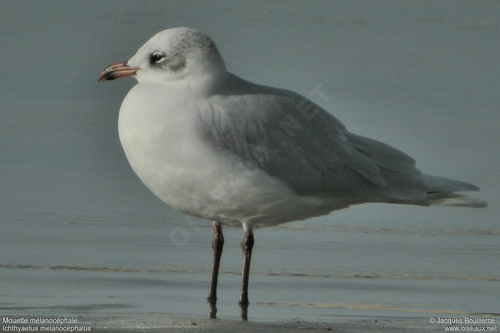 Mediterranean Gull