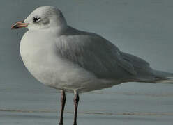 Mediterranean Gull