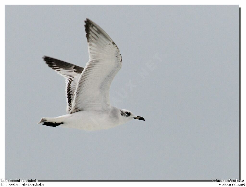 Mouette mélanocéphale1ère année