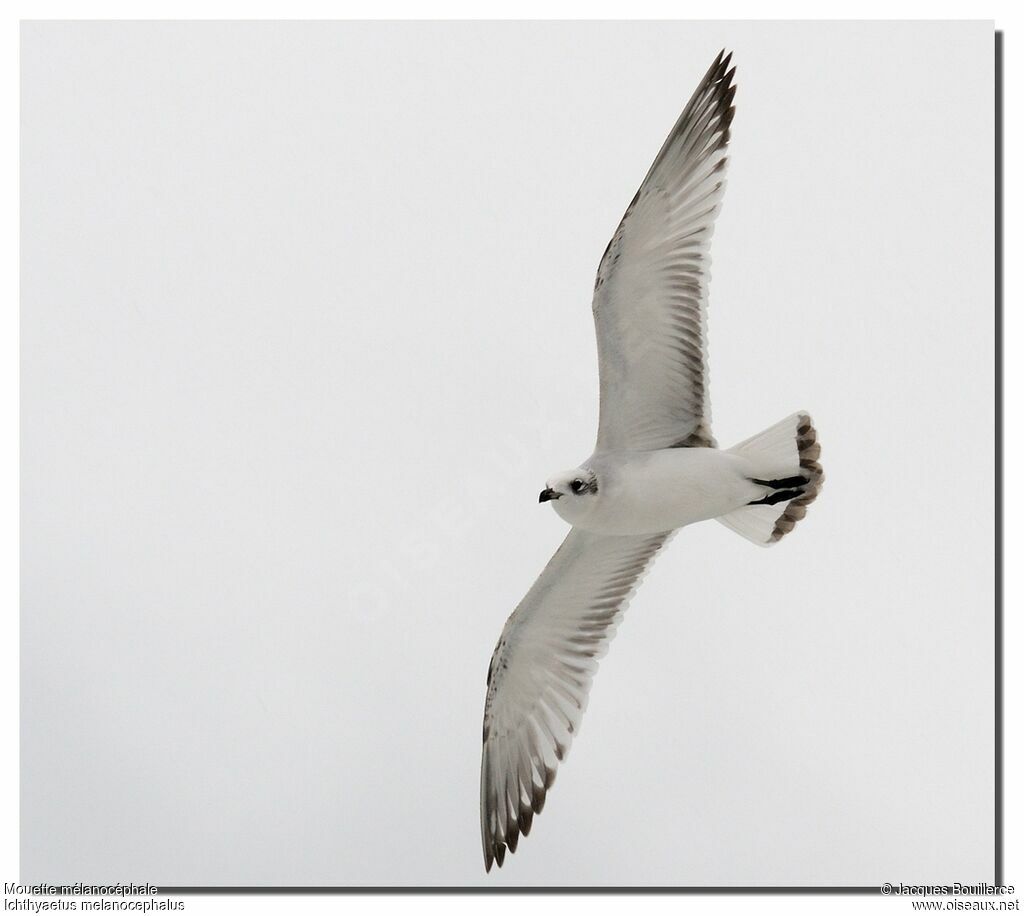 Mouette mélanocéphale1ère année, chant