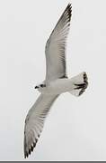 Mediterranean Gull