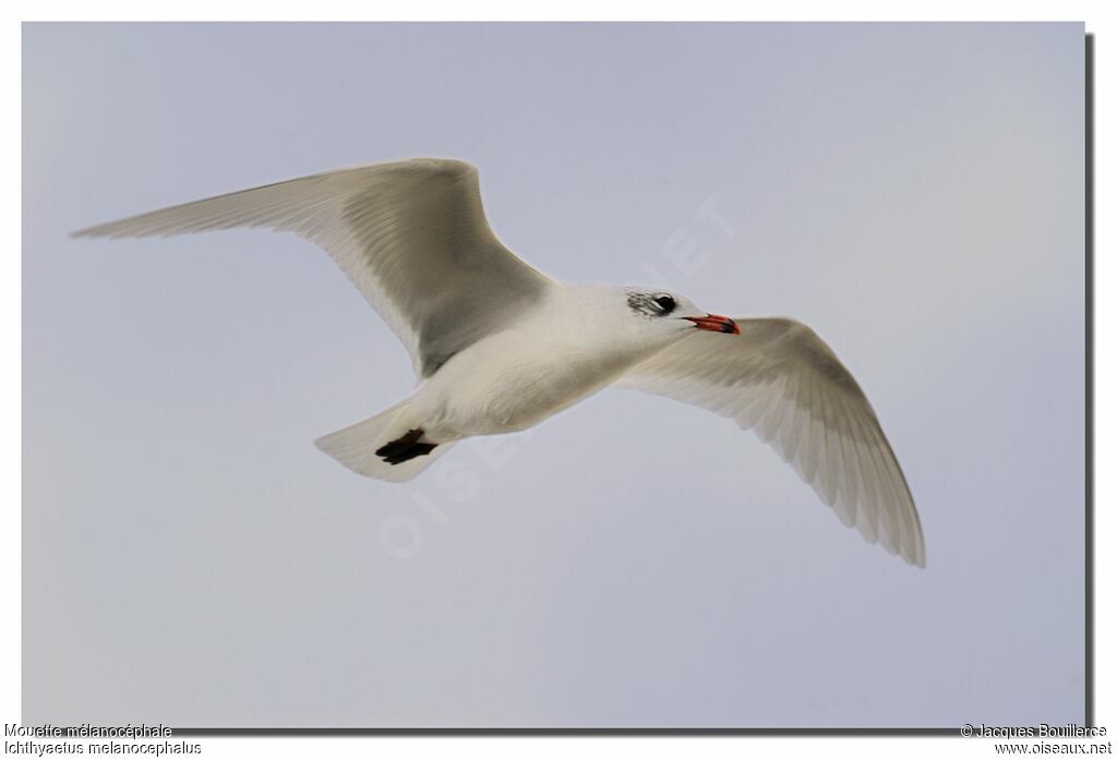 Mouette mélanocéphaleadulte