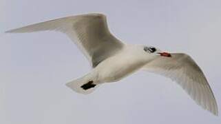 Mouette mélanocéphale