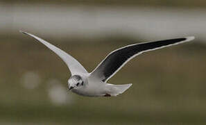 Mouette pygmée