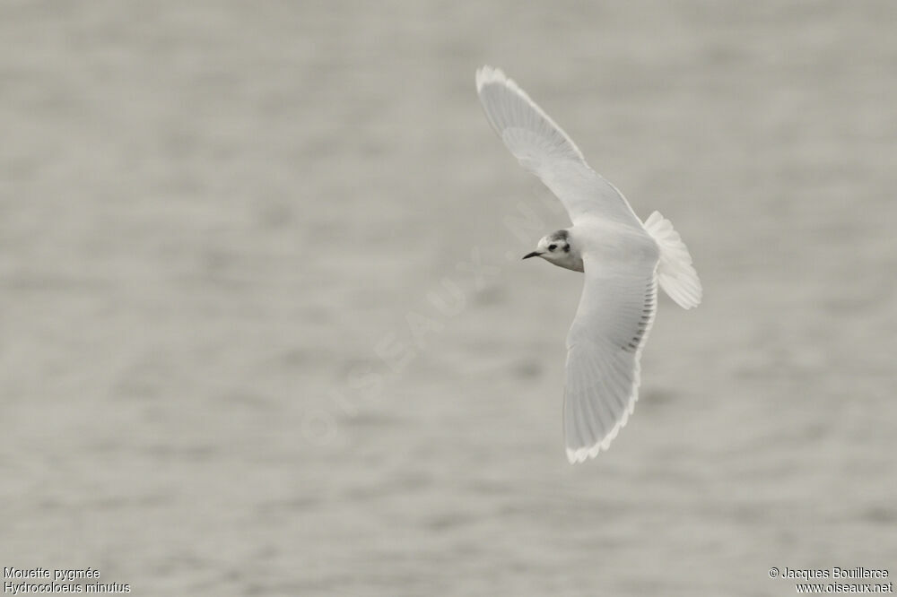 Mouette pygmée, identification