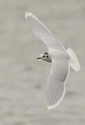 Mouette pygmée