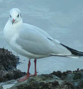 Mouette rieuse