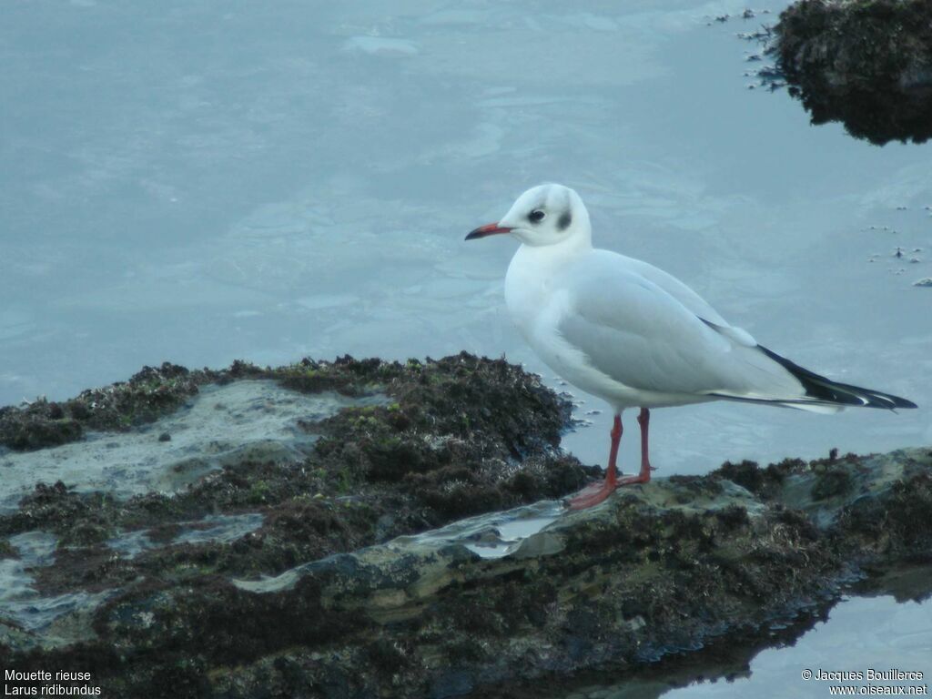 Mouette rieuse