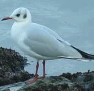 Mouette rieuse