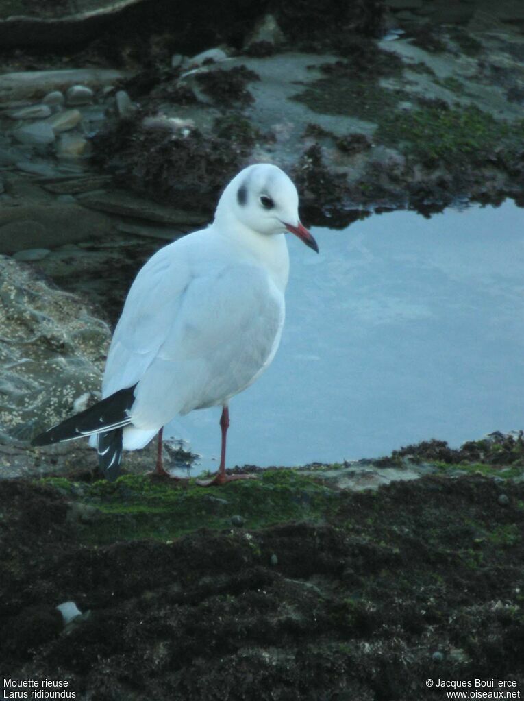 Mouette rieuse