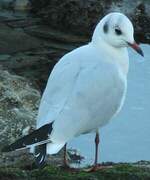 Mouette rieuse