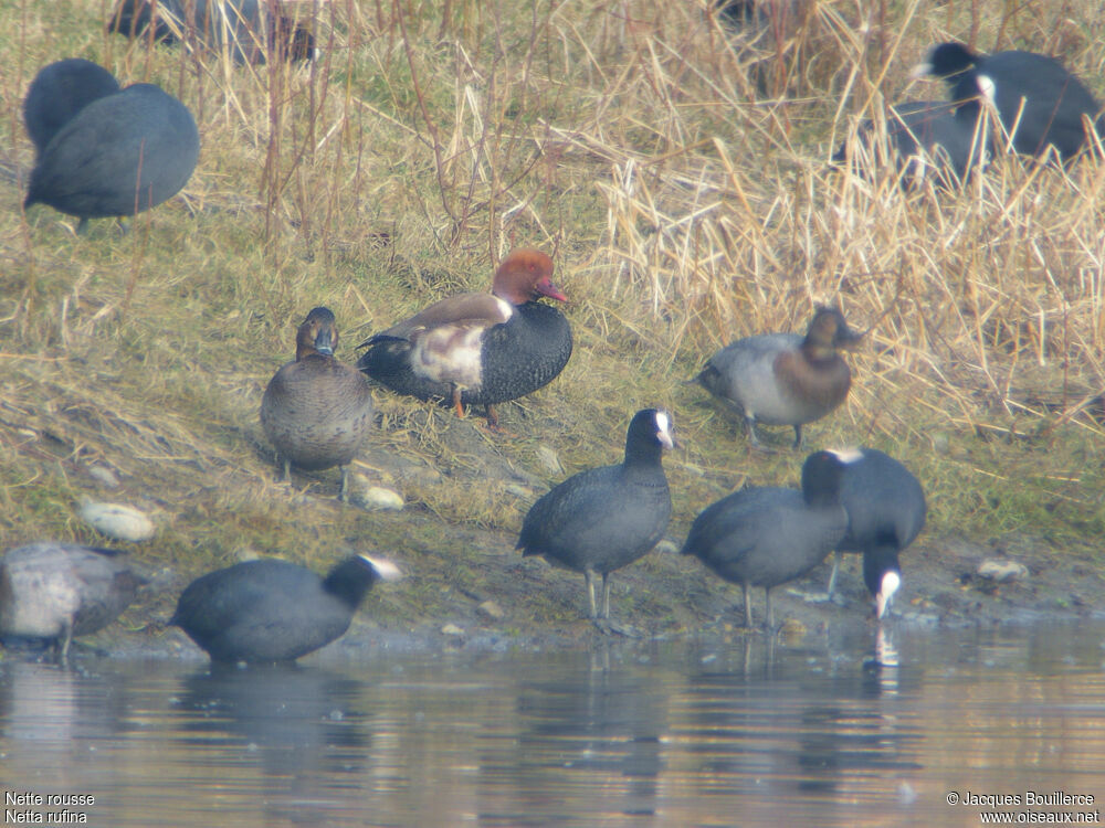 Red-crested Pochard