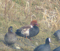 Red-crested Pochard