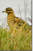 Eurasian Stone-curlew