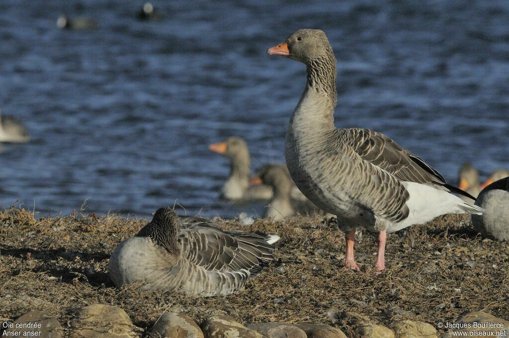 Greylag Goose