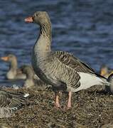 Greylag Goose