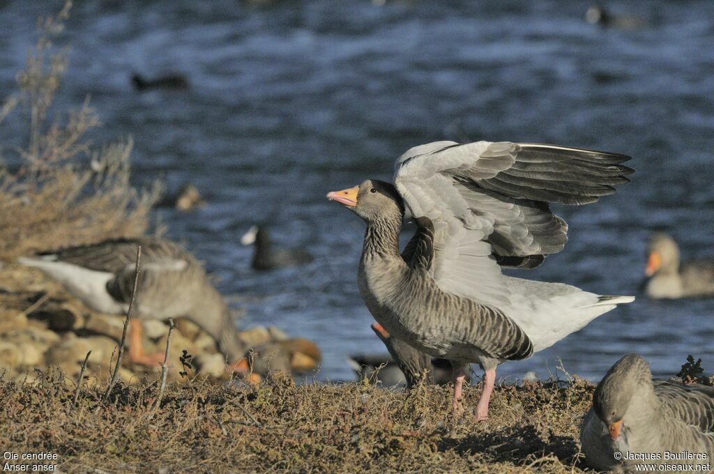 Greylag Goose