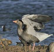 Greylag Goose