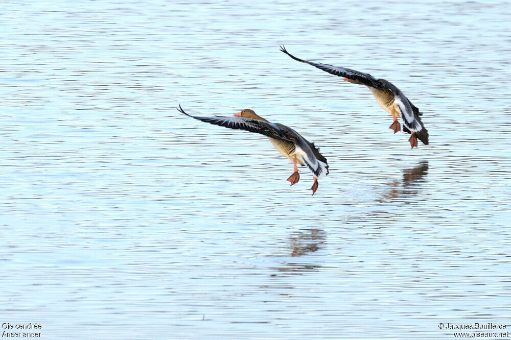 Greylag Goose