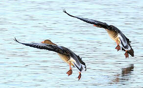 Greylag Goose