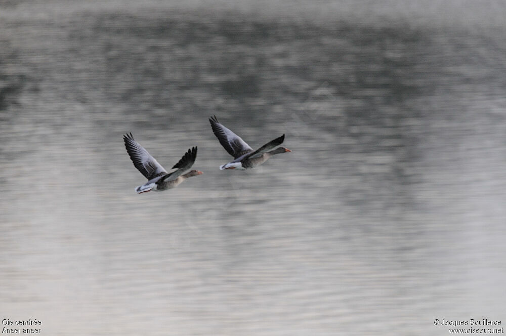 Greylag Goose