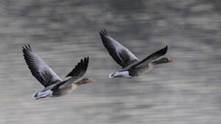 Greylag Goose