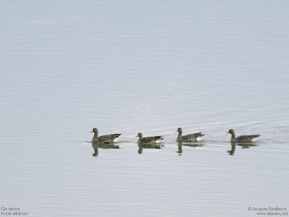 Greater White-fronted Goose