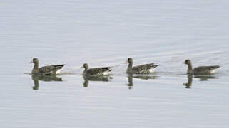 Greater White-fronted Goose