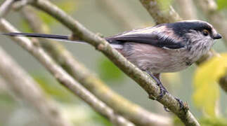 Long-tailed Tit