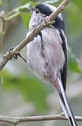 Long-tailed Tit