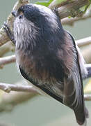 Long-tailed Tit